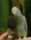 Booking Info for Einstein the Parrot